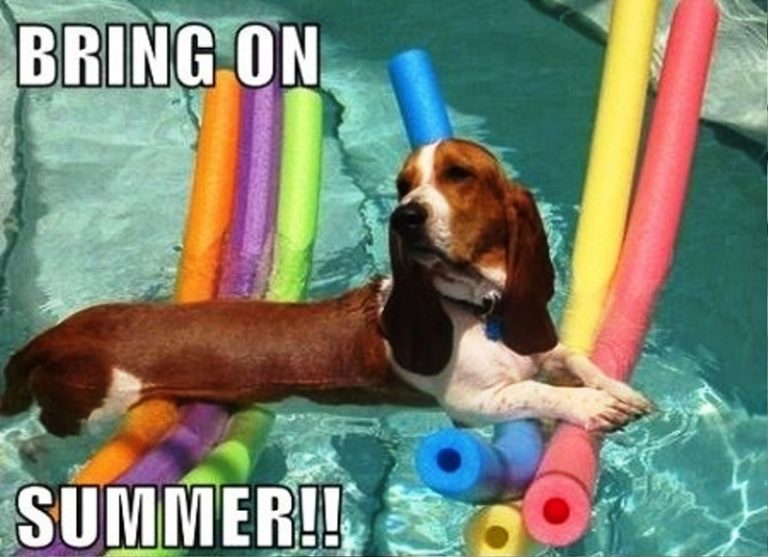 90 Best Summer Memes