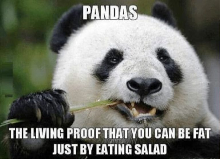 84 Stupid Panda Memes